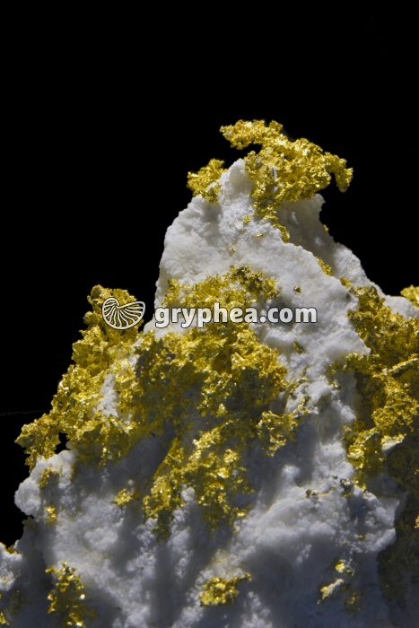 Or natif - gryphea.com